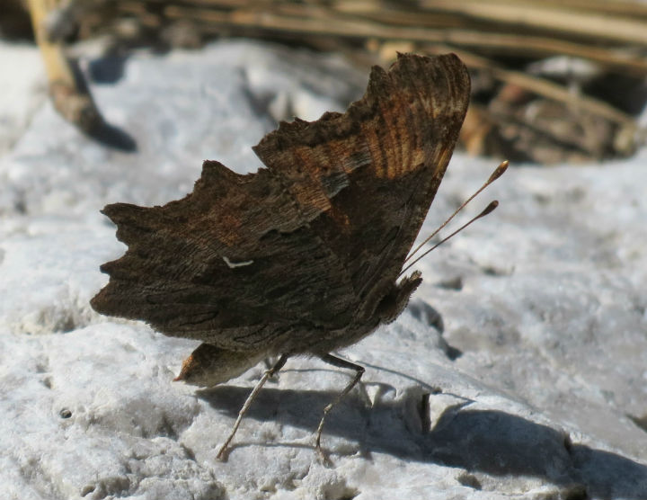 Comma Butterfly